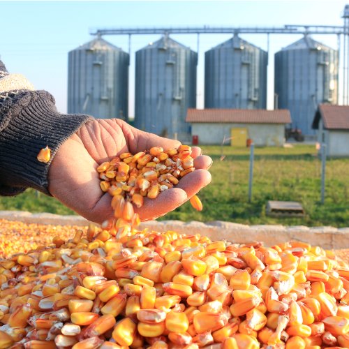 Maize and Silos